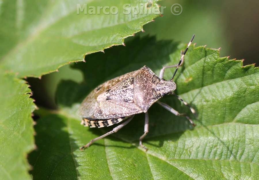 Pentatomidae:  Rhaphigaster nebulosa